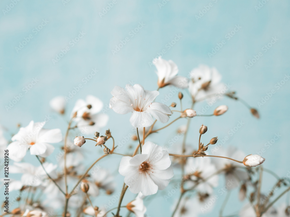 Bouquet of gypsophila on a light blue background. Small white flowers Bouquet of gypsophila on a light blue background. Small white flowers