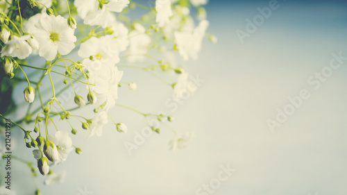 Bouquet of gypsophila on a light background. Small white flowers. Toned photo