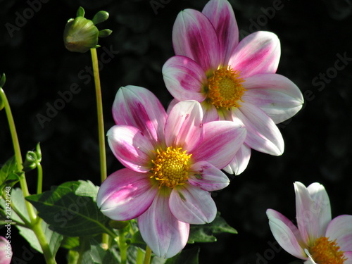 Fleurs