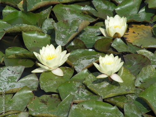 Fleurs