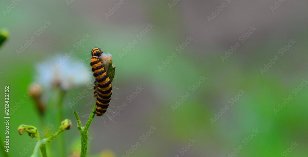 Caterpillar of the Cinnabar moth or Tyria Jacobaeae Caterpillar of the Cinnabar moth or Tyria Jacobaeae