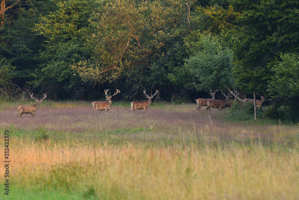 herd of deer with antlers in the woods