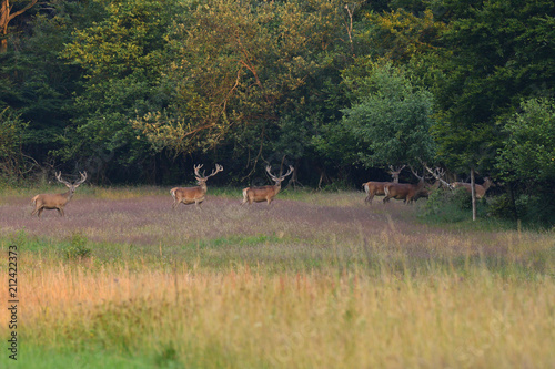 Obraz na płótnie herd of deer with antlers in the woods w salonie