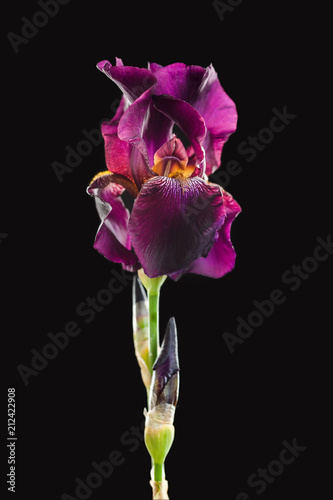 Fototapeta Naklejka Na Ścianę i Meble -  Flower  iris on a black background