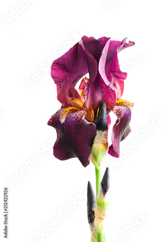 Fototapeta Naklejka Na Ścianę i Meble -  Flower  iris on a white background