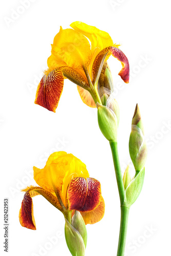 Fototapeta Naklejka Na Ścianę i Meble -  Yellow iris