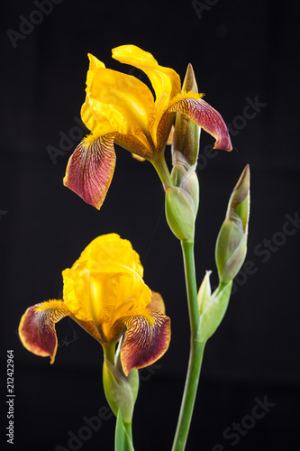 Fototapeta Naklejka Na Ścianę i Meble -  Yellow iris