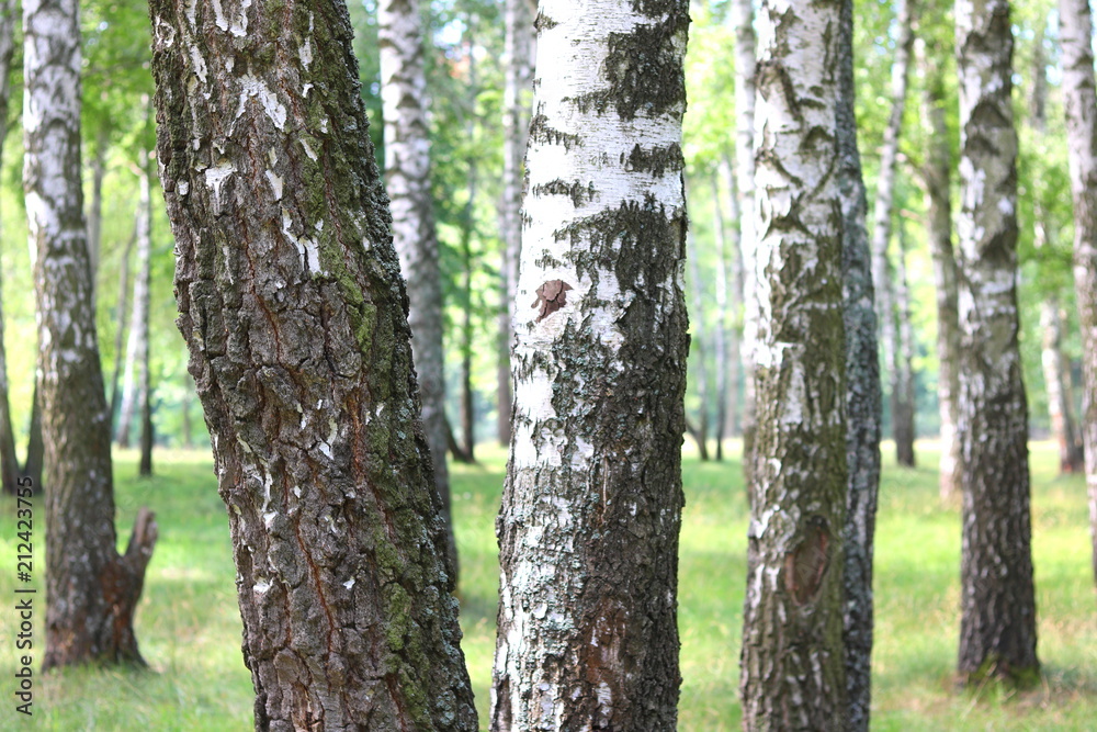 Beautiful birch trees with white birch bark in birch grove with green birch leaves in summer