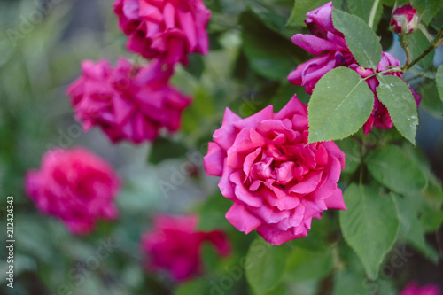 Bright pink roses on a bush in the garden © hrizantema