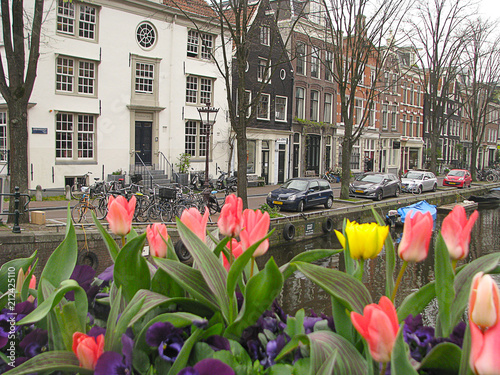 Tulips at Amsterdam photo