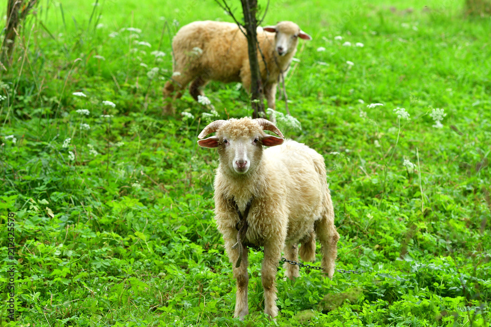 baby sheep lamb grazing the grass and leafs baby sheep lamb grazing the grass and leafs