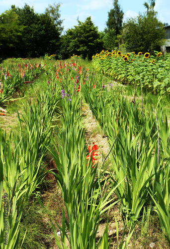 Summer in Bavaria - flower cultivation: gladioli and sunflowers to pick and cut by yourself