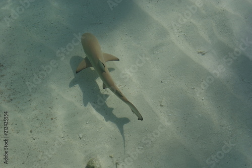 shark
