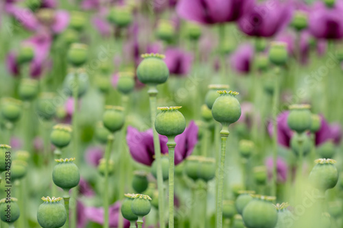 Green opium poppy capsules, purple poppy blossoms in a field. (Papaver somniferum). Poppies, agricultural crop.