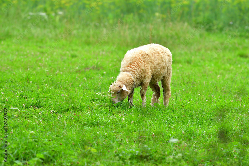 baby sheep lamb grazing the grass and leafs baby sheep lamb grazing the grass and leafs
