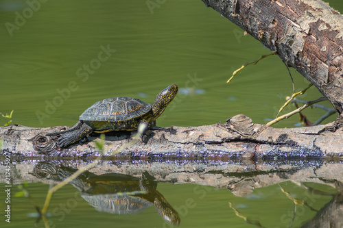 Pond turtle - Emys orbicularis photo