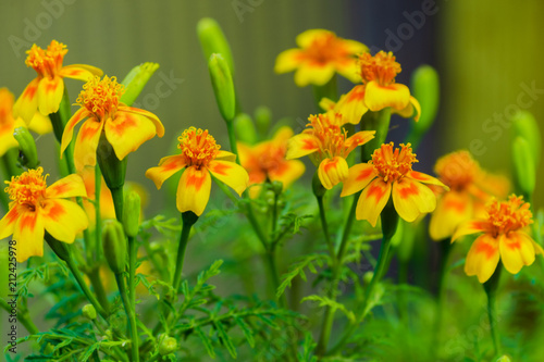 small yellow flowers