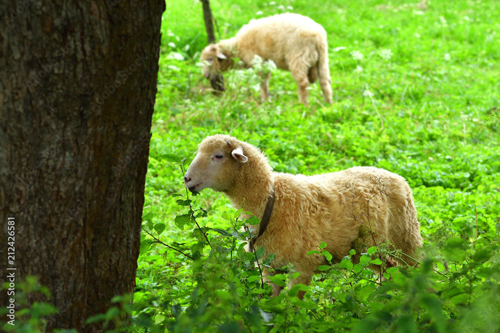 baby sheep lamb grazing the grass and leafs baby sheep lamb grazing the grass and leafs