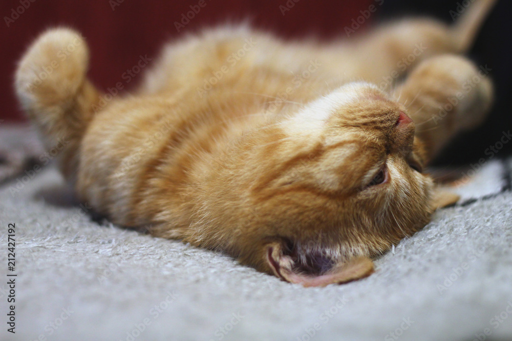 Red cat falls asleep - obrazy, fototapety, plakaty 