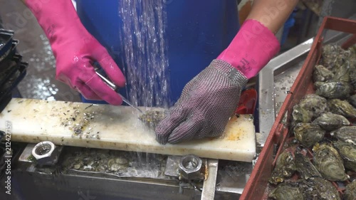 Shucking oyster in a fish market. Opening oyster