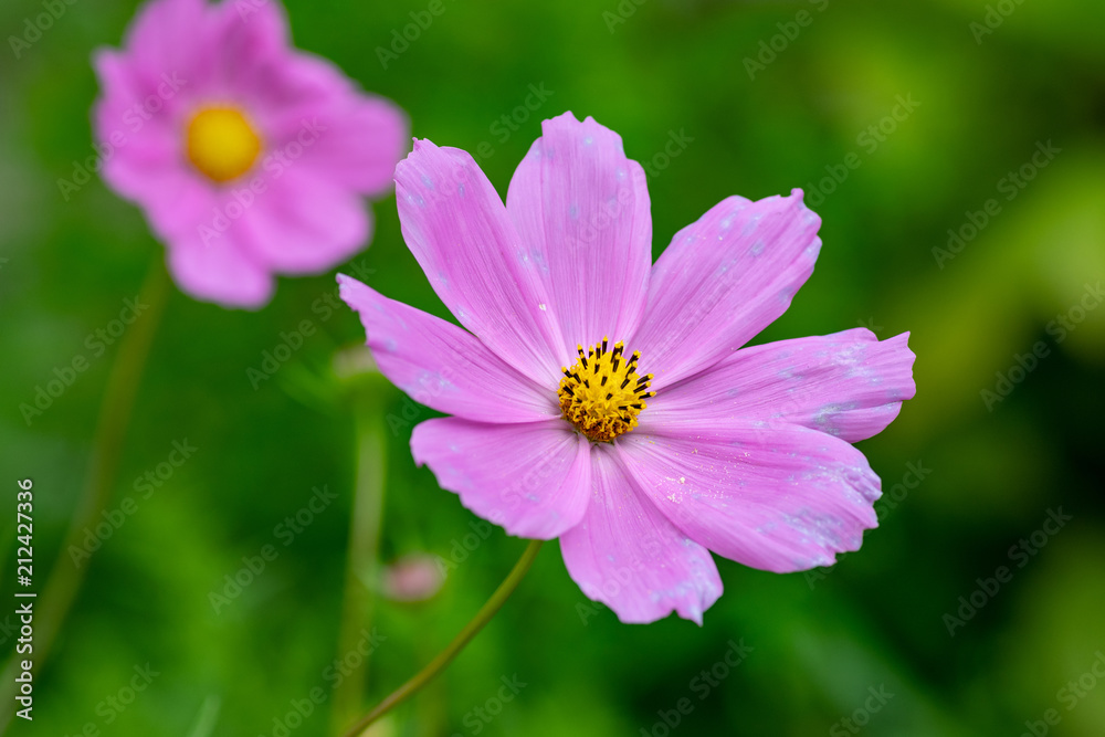 Pink summer cosmos flower - in Latin Cosmos Bipinnatus - at the summer meadow, selective focus at the Cosmos flower. Pink summer cosmos flower - in Latin Cosmos Bipinnatus - at the summer meadow, selective focus at the Cosmos flower.
