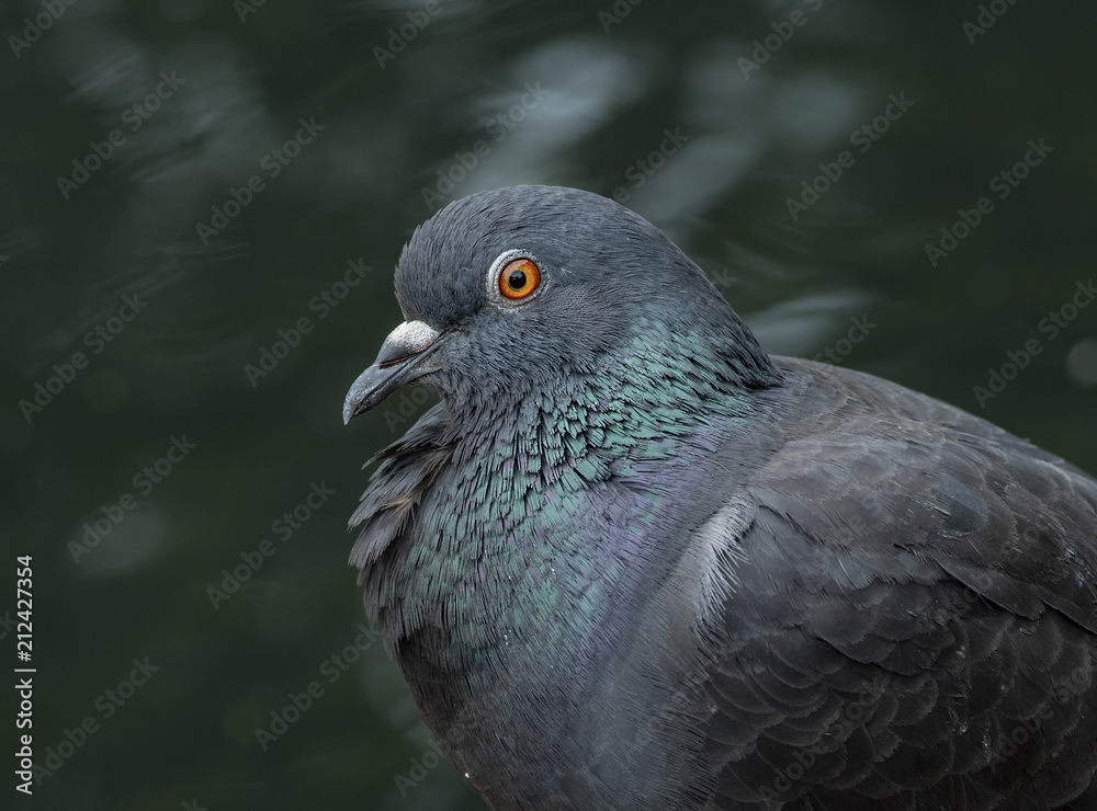 Obraz premium Portrait of a beautiful pigeon on a sunny spring day. The head of a dove close-up.