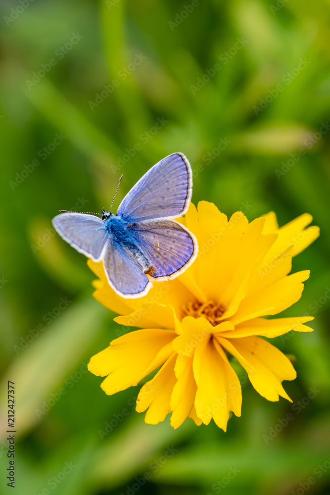 Fototapeta premium Plebejus argus, Silver Studded Blue Butterfly feeding on wild flowers.