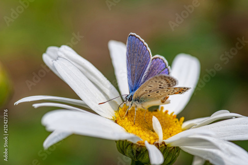 Plebejus argus, Silver Studded Blue Butterfly feeding on wild flowers. © popovj2