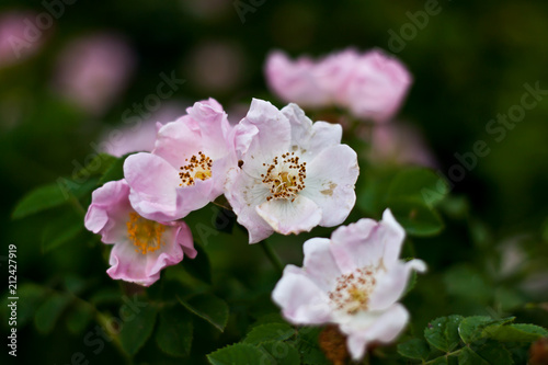 Pink flower