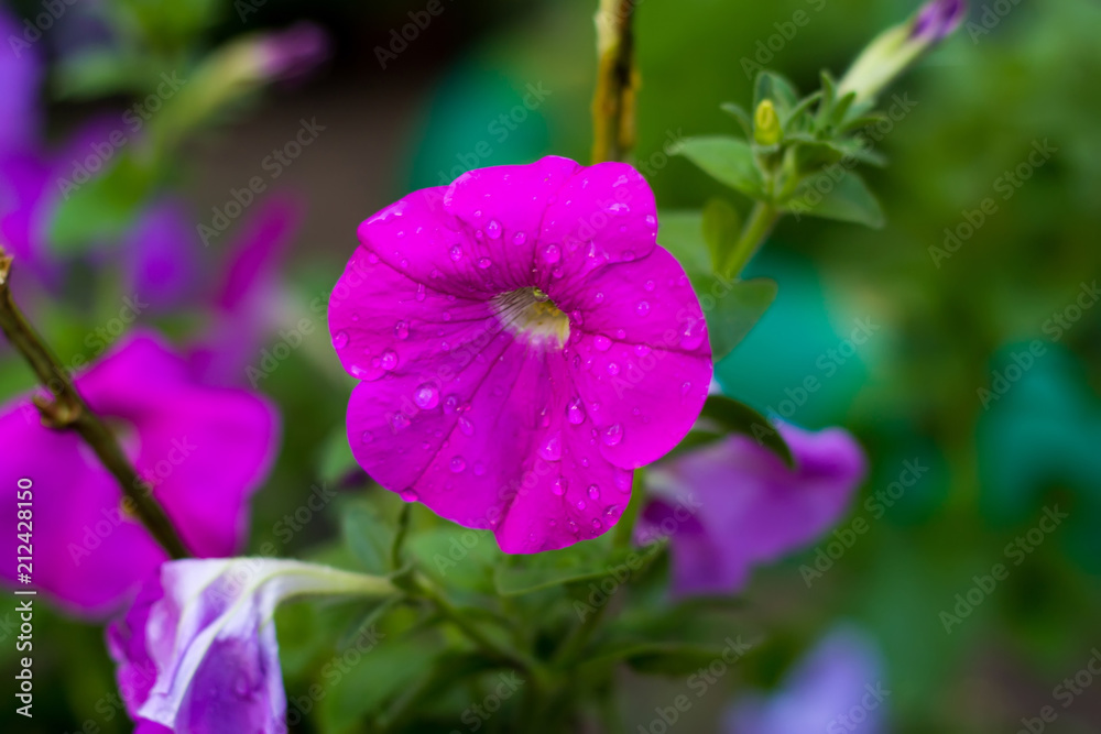 Bright garden flowers on a green background. Bright garden flowers on a green background.