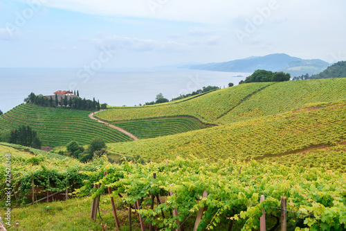 rolling vineyard landscape at getaria town  located at Basque Country  Spain
