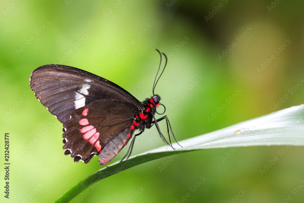 Closeup beautiful butterfly & flower in the garden. Closeup beautiful butterfly & flower in the garden.
