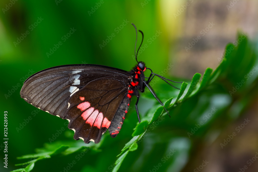 Closeup beautiful butterfly & flower in the garden. Closeup beautiful butterfly & flower in the garden.