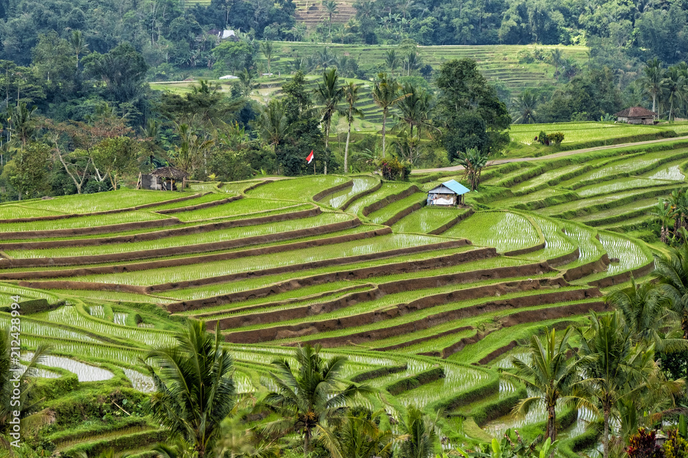 Visit a UNESCO Jatiluwih Rice Field in terraces, Bali, Indonesia
