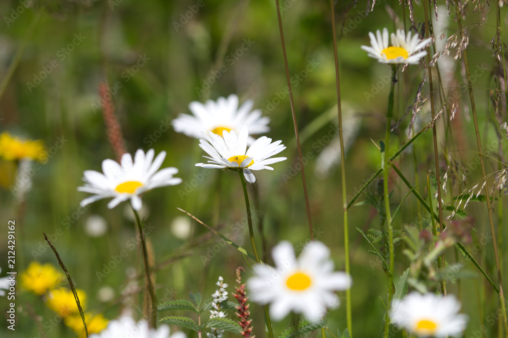 Camomiles in the field Camomiles in the field