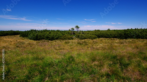 Górska równina porośnięta kosodrzewiną i trawą - podróż po polsko-czeskich górach, Karkonoszach - paśmie Sudetów © Konrad_elx