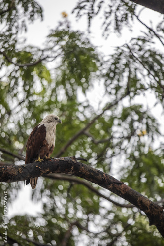 Eagle Pose 1