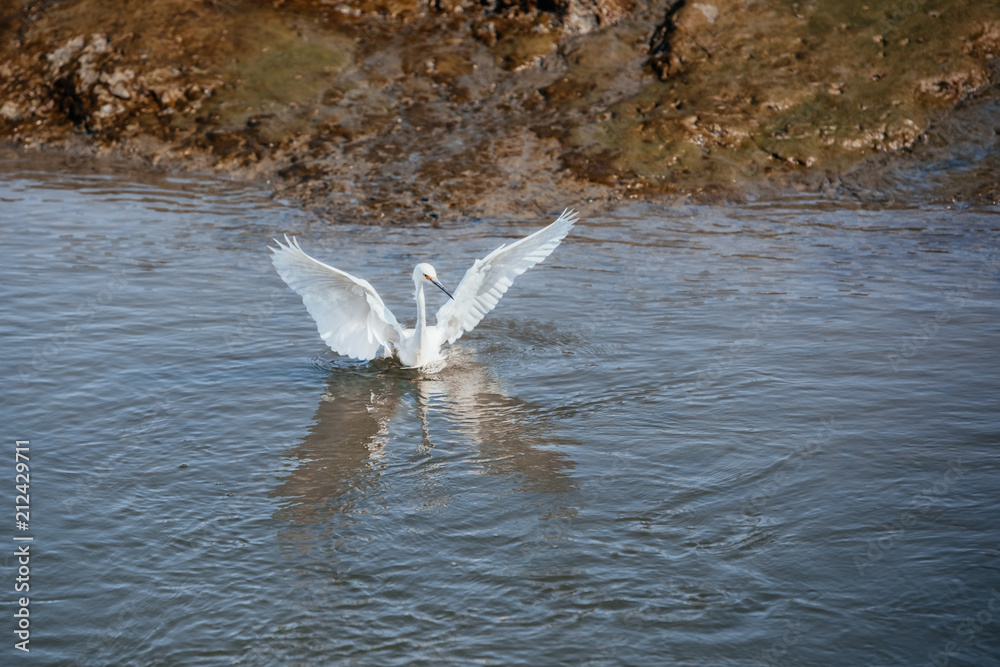 Fototapeta premium California Great egret