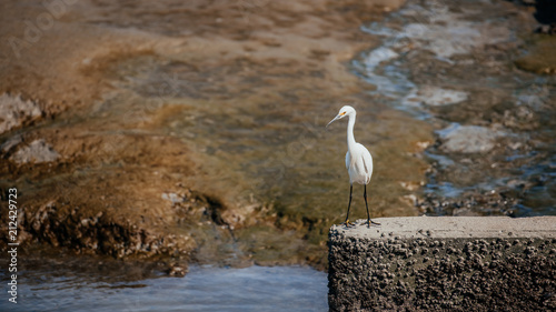 California Great egret © Alexandra