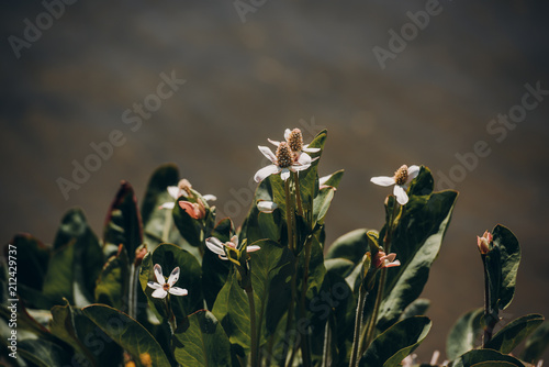 yosemite flowers