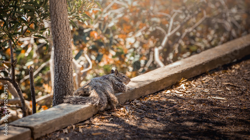Funny California ground squirrels