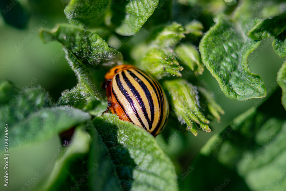 Colorado potato beetle eats potato leaves, close-up. Colorado potato beetle eats potato leaves, close-up.
