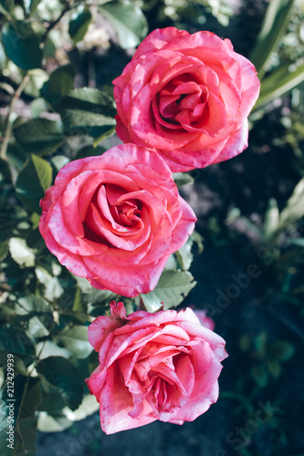 Close-up pink roses on a bush in garden