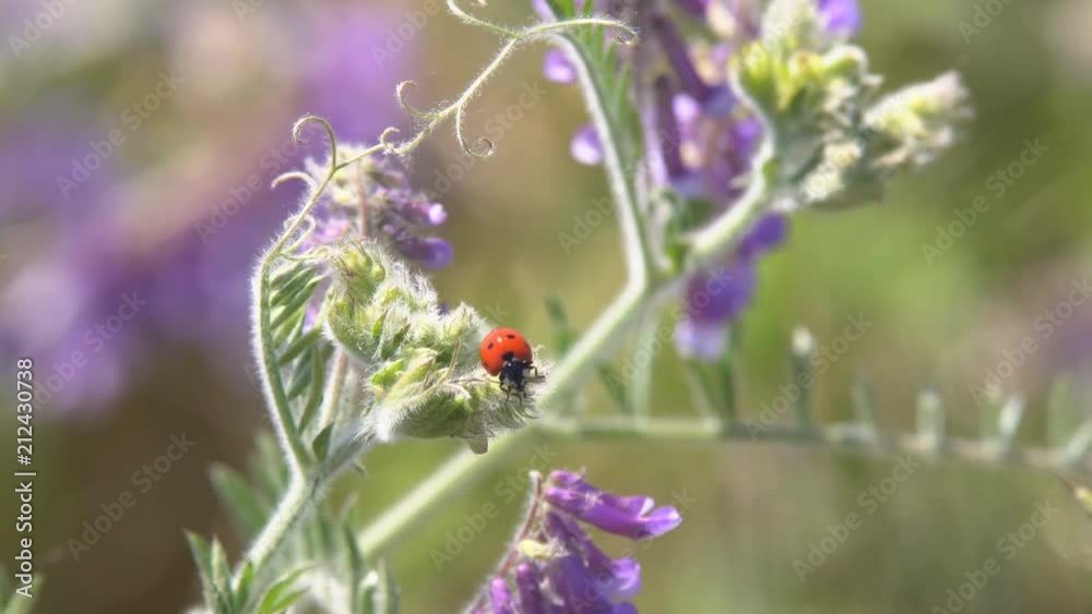 Ladybug crawling on the grass. A ladybird crawling along the grass searches for its prey to eat it Ladybug crawling on the grass. A ladybird crawling along the grass searches for its prey to eat it