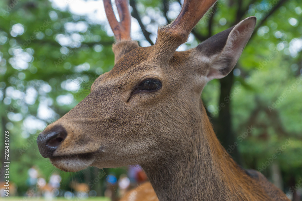 Closeup portrait of a wild cute sika deer with big velvet antlers relaxing and laying on the ground on a hot summer day in Nara Public Park, Nara, Japan Closeup portrait of a wild cute sika deer with big velvet antlers relaxing and laying on the ground on a hot summer day in Nara Public Park, Nara, Japan