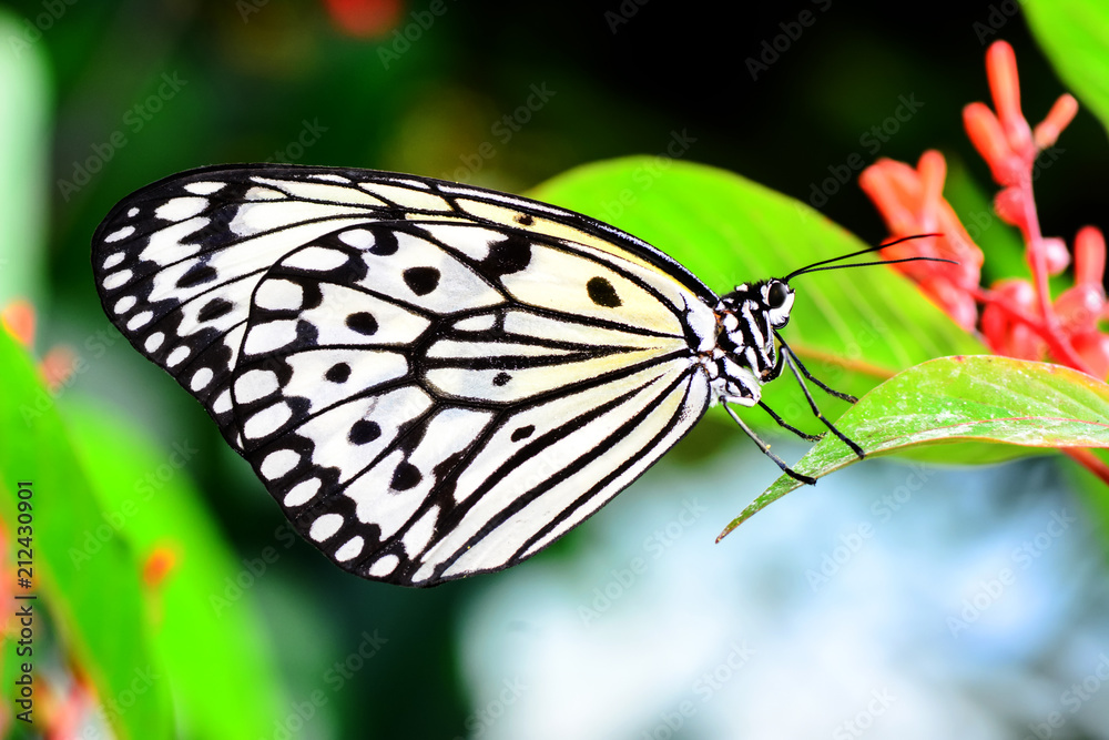 Closeup beautiful butterfly & flower in the garden. Closeup beautiful butterfly & flower in the garden.