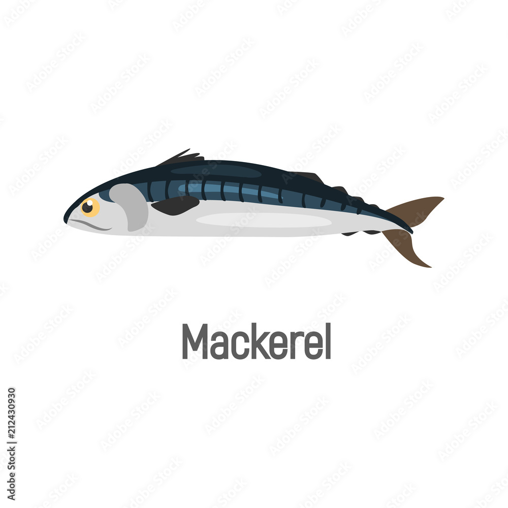 Mackerel fish color isolated on white icon