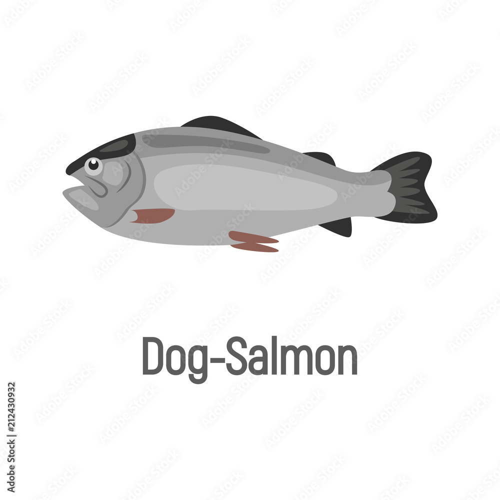 Dog-Salmon fish color isolated on white icon Dog-Salmon fish color isolated on white icon