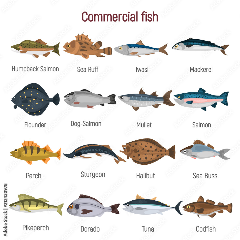 Commercial fish of the world color icons set isolated on white