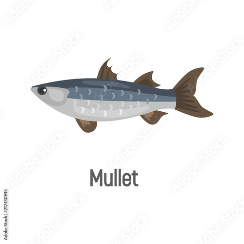 Mullet fish color isolated on white icon